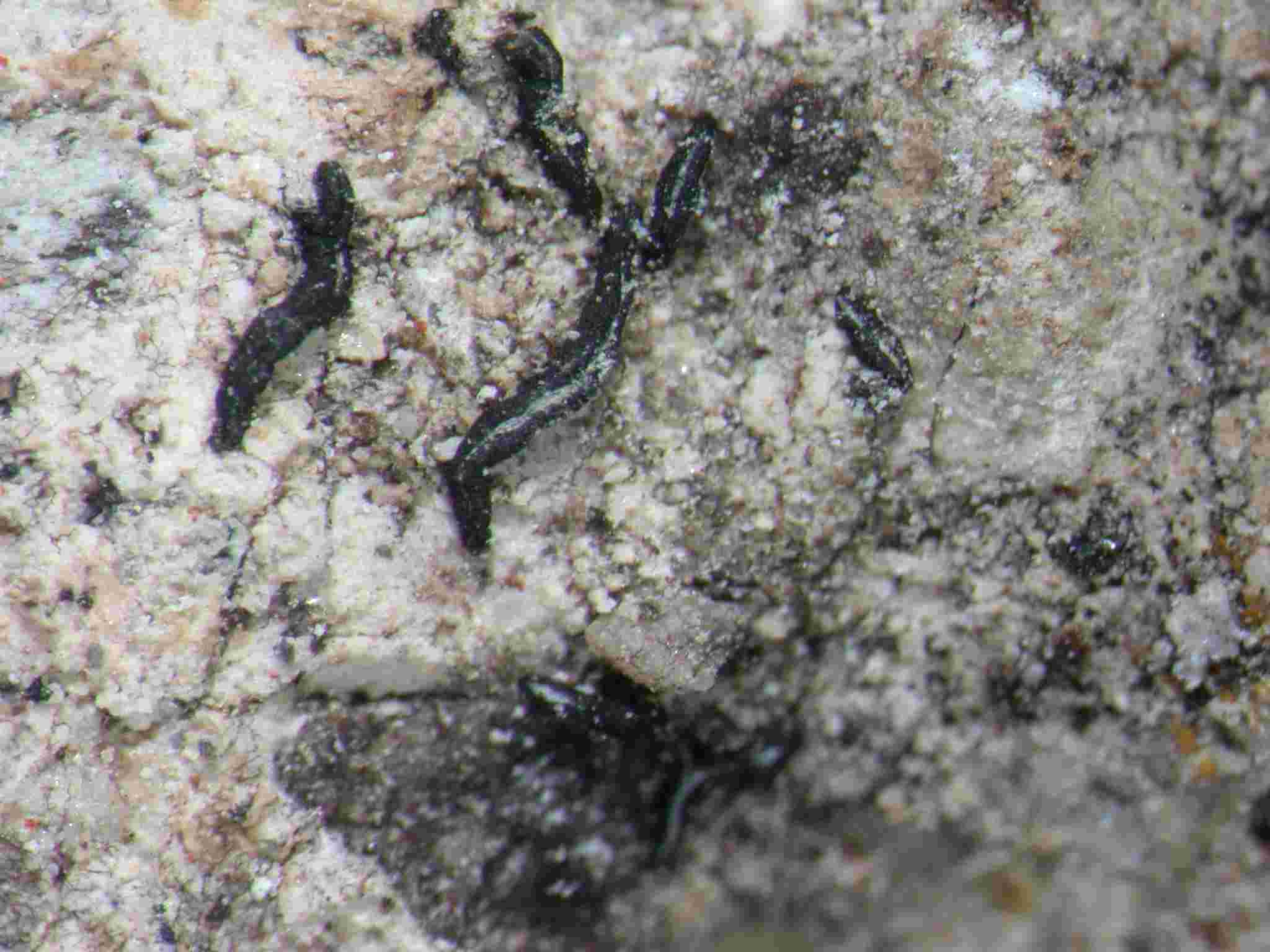 [Opegrapha demutata]